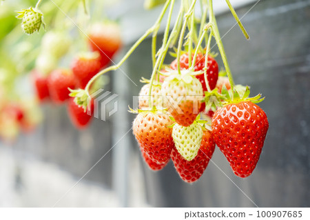 Red strawberry fruit House strawberry strawberry picking Yamamoto Town, Miyagi Prefecture 100907685