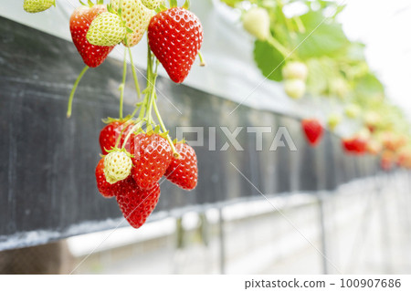 Red strawberry fruit House strawberry strawberry picking Yamamoto Town, Miyagi Prefecture 100907686