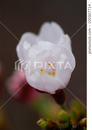 櫻相美吉野 櫻相美吉野 100907714