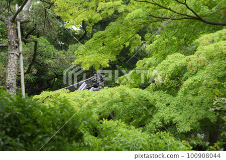 天之三溪園新綠 100908044