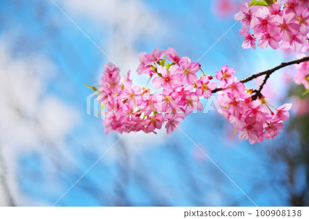 Original Kawazu Sakura in the blue sky near spring Original Kawazu Sakura in the blue sky near spring 100908138