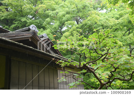 天之三溪園新綠 天之三溪園新綠 100908169