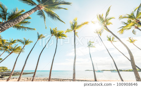 Summer beach background palm trees against blue sky , tropical Caribbean travel destination 100908646