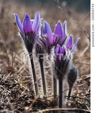 Pulsatilla halleri or pulsatilla taurica flowers in Crimea 100908744