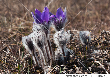 Pulsatilla halleri or pulsatilla taurica flowers in Crimea 100908745