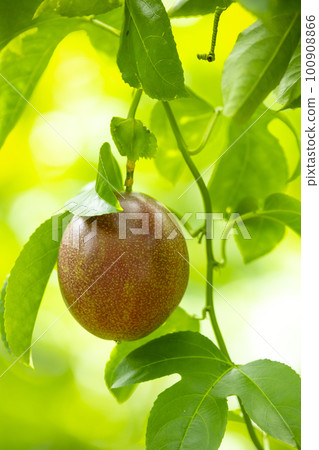 Passion fruit, fruit, tropical fruit, パッションフルーツ, フルーツ, トロピカルフルーツ, fruit, 100908866
