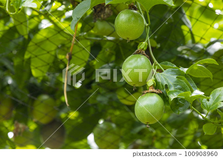 百香果 ，水果， 熱帶水果， パッションフルーツ、フルーツ、トロピカルフルーツ、fruit, 100908960