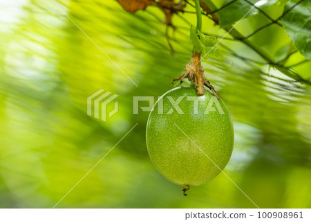 百香果 ,水果, 熱帶水果, パッションフルーツ、フルーツ、トロピカルフルーツ、fruit, 百香果 ,水果, 熱帶水果, パッションフルーツ、フルーツ、トロピカルフルーツ、fruit, 100908961