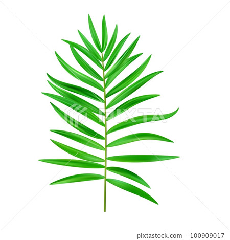 Jungle exotic leaf. tropical leaves Jungle exotic leaf. tropical leaves 100909017
