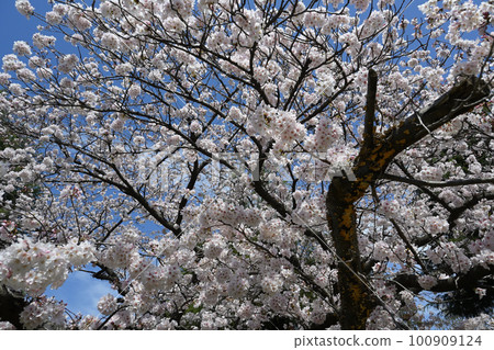 Cherry blossoms around the Tama River 100909124