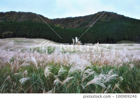 Sengokubaru pampas grass meadow 100909248