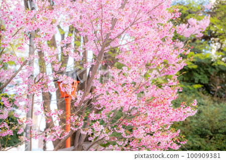 Pink weeping cherry blossoms in the precincts of the shrine Pink weeping cherry blossoms in the precincts of the shrine 100909381