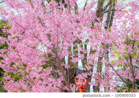 Bright pink weeping cherry Bright pink weeping cherry 100909383