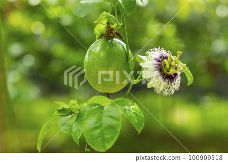 Passion fruit, fruit, passion fruit flower, パッションフルーツ, フルーツ, パッションフルーツフラワー, fruit, 100909518