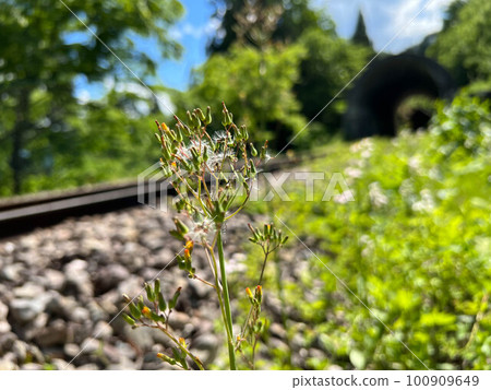 Fluff on the side of the railroad track ~Sunshine in early summer~ 100909649