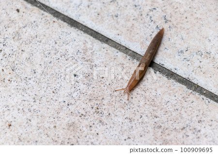 A slug crossing a groove in a tile A slug crossing a groove in a tile 100909695