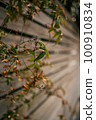 Wood walls and plants 100910834