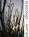 Grass silhouette 100910836