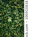 Leafy leaves 100910838