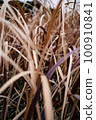 Dead grass 100910841