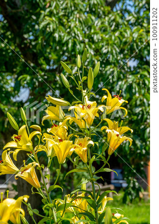 Colorful lily flowers blooming in early summer 100911202