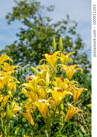Colorful lily flowers blooming in early summer 100911203
