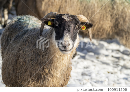 Cluse up of Blackface Sheep in the snow in Ireland Cluse up of Blackface Sheep in the snow in Ireland 100911206