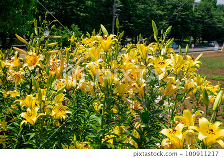 Colorful lily flowers blooming in early summer Colorful lily flowers blooming in early summer 100911217