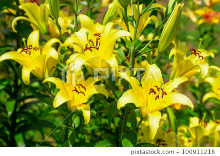 Colorful lily flowers blooming in early summer Colorful lily flowers blooming in early summer 100911218