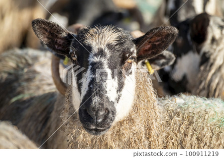 Cluse up of Blackface Sheep in the snow in Ireland Cluse up of Blackface Sheep in the snow in Ireland 100911219