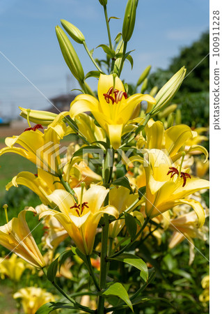 盛開在初夏的五顏六色的百合花 盛開在初夏的五顏六色的百合花 100911228