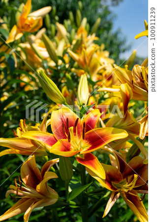 Colorful lily flowers blooming in early summer 100911239