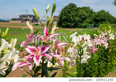Colorful lily flowers blooming in early summer 100911240