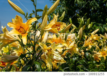 Colorful lily flowers blooming in early summer 100911255