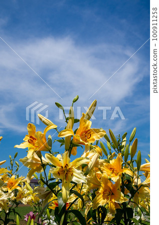 Colorful lily flowers blooming in early summer 100911258