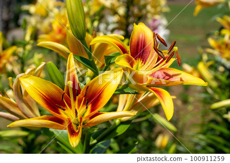 Colorful lily flowers blooming in early summer 100911259