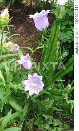 紫色的花朵在花壇中綻放 Photo 紫色的花朵在花壇中綻放 Photo 100911313