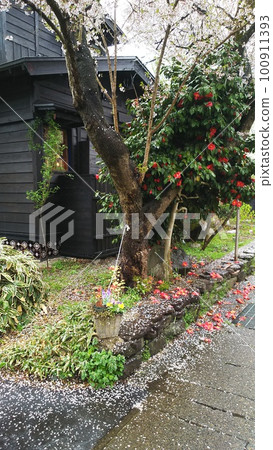 春天的陽光和櫻花 100911393