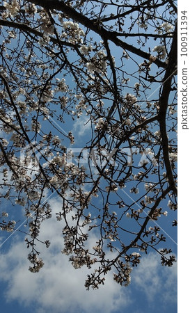 春天的陽光和櫻花 春天的陽光和櫻花 100911394