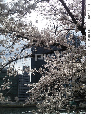 春天的陽光和櫻花 春天的陽光和櫻花 100911423
