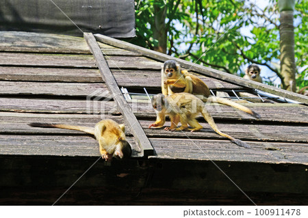 可愛的小松鼠猴 100911478