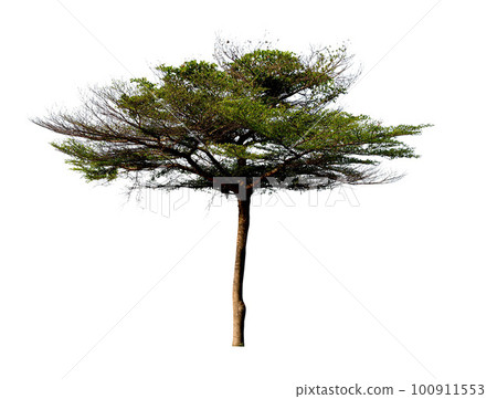Tree isolated on white background with clipping path. 100911553