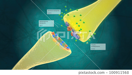 TCAs bind to SERT and NET transport proteins for serotonin and norepinephrine, respectively. 100911568