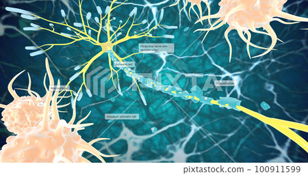 Remyelination is the phenomenon by which new myelin sheaths are generated around axons in the adult central nervous system Remyelination is the phenomenon by which new myelin sheaths are generated around axons in the adult central nervous system 100911599