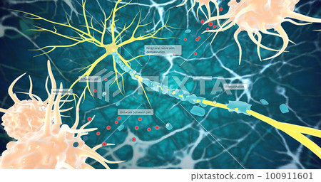 Remyelination is the phenomenon by which new myelin sheaths are generated around axons in the adult central nervous system 100911601