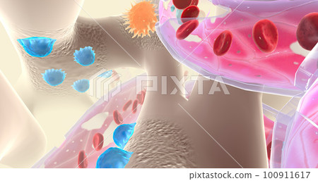 Specialized cells called osteoblasts deposit bone tissue Specialized cells called osteoblasts deposit bone tissue 100911617