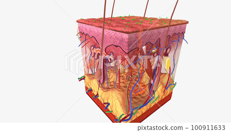 Contact Dermatitis in Skin Tissue 100911633
