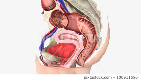 The Female Reproductive Cross Section The Female Reproductive Cross Section 100911650