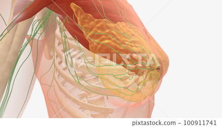The breasts are mounds of fat and glandular tissue in the front of the chest. 100911741