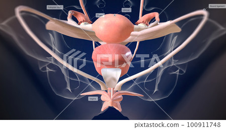 The Female reproductive organ anatomy 100911748